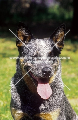 blue tick Australian Cattle Dog, portrait