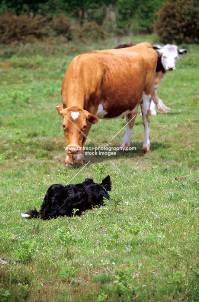 border collie working a defiant cow