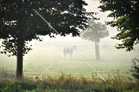 Horse standing in misty field
