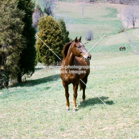 cold saturday blarney ben don, morgan horse in usa, traditional morgan