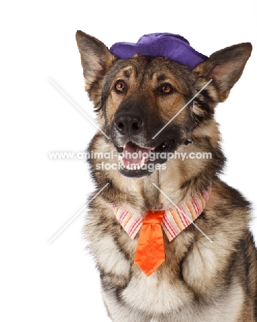 German Shepherd Dog dressed up