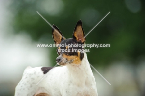 Toy Fox Terrier