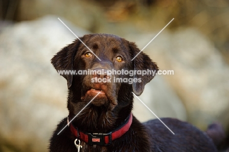 Chocolate Lab looking at camera.