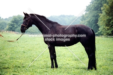 hessen horse side view