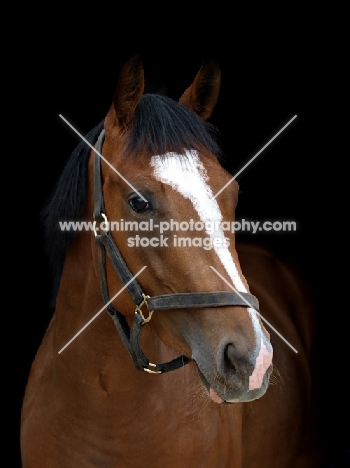 thoroughbred wearing bridle, blaze marking