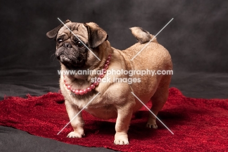 fawn Pug on rug