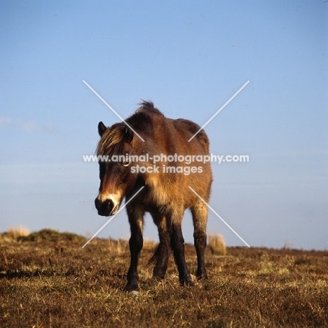 Exmoor pony on Exmoor in winter