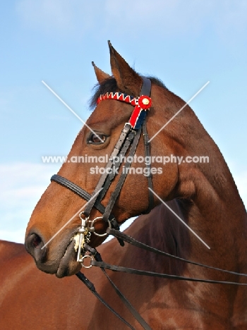 Thoroughbred portrait