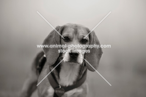 portrait of a beagle in the mist