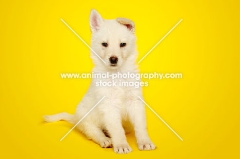 German Shepherd (aka Alsatian) puppy sat on a yellow background