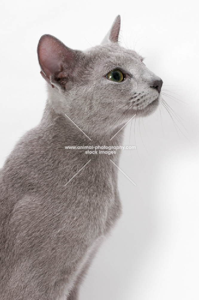 Russian Blue in profile