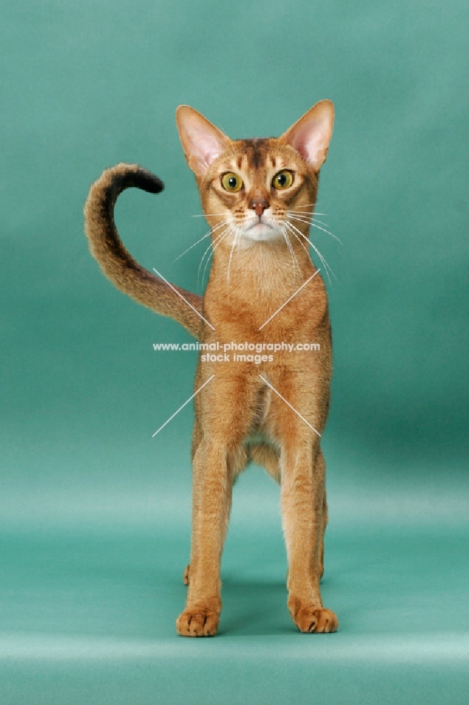 Ruddy Abyssinian, front view, on green background