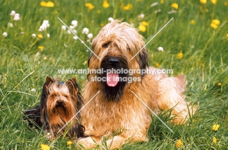 Briard and Yorkshire Terrier