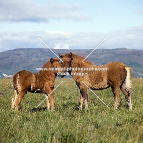 Two iceland horse foals at Olafsvellir