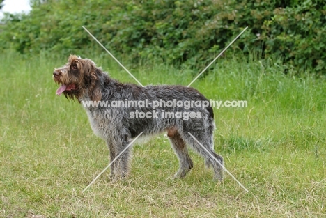 italian spinone looking ahead