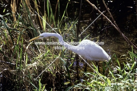 great egret in the everglades, florida