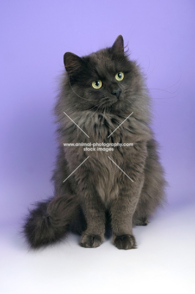 blue smoke siberian cat