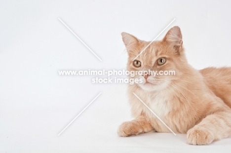 head and shoulder shot of cream colored long haired cat 