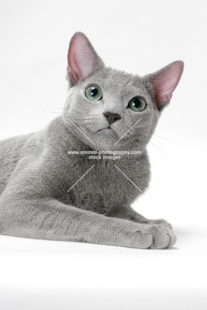 russian blue cat lying down, portrait