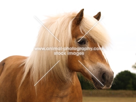 Haflinger