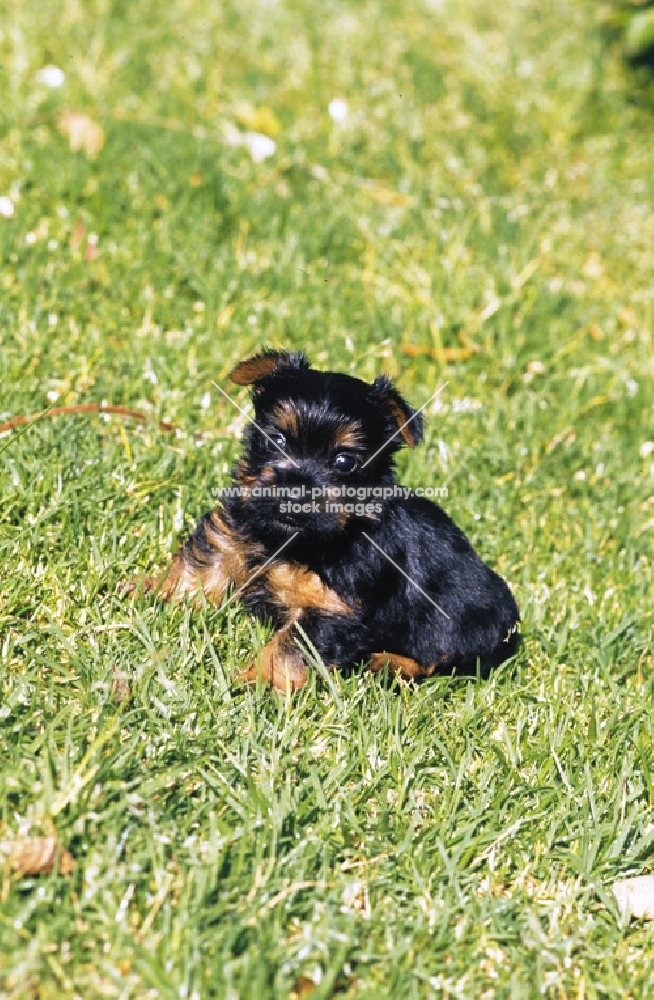 australian silky terrier puppy