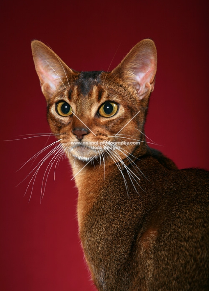 Ruddy Ticked Tabby Abyssinian female, formal head study against red background