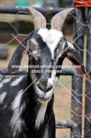 Zulu goat