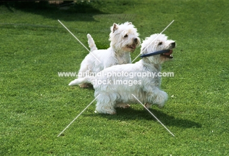 two west highland white terriers playing