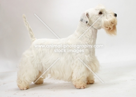 Australian Champion Sealyham Terrier, side view