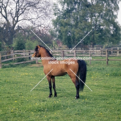 Caspian Pony full body 