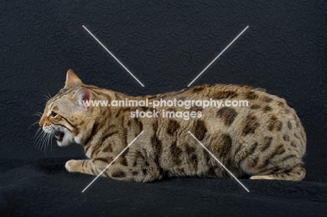 Bengal cat meowing, black background