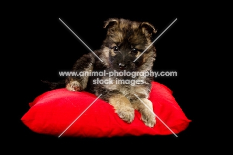 cute German Shepherd (aka Alsatian) puppy