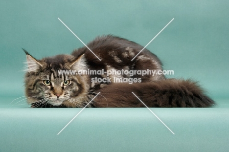 Brown Classic Tabby Maine Coon, green background, lying down
