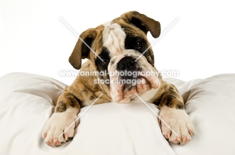 bull dog lying on a bed isolated on a white background