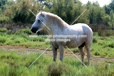 camargue pony stallion in the camargue side view
