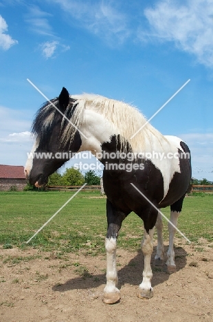 piebald horse in field