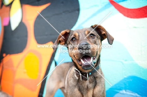 Pit Bull near graffiti 