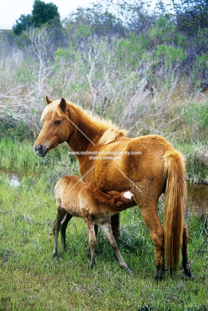 chincoteague mare and foal on assateague island, usa