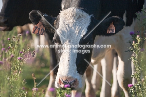 black and white Holstein heifer cow with thistle