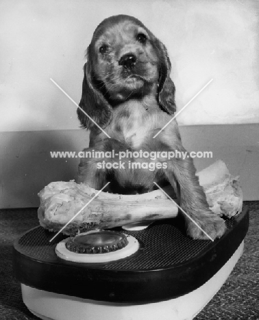 Cocker Spaniel puppy weighing a bone on scales