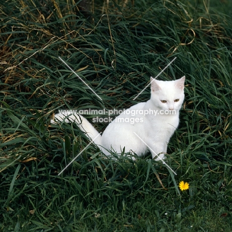 ch dellswood saint, orange eyed white short hair cat in long grass