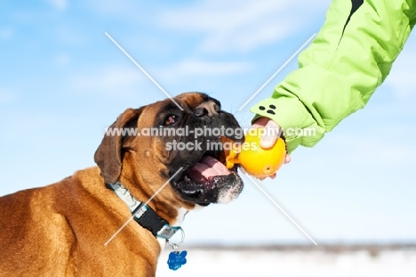Boxer being handed a toy