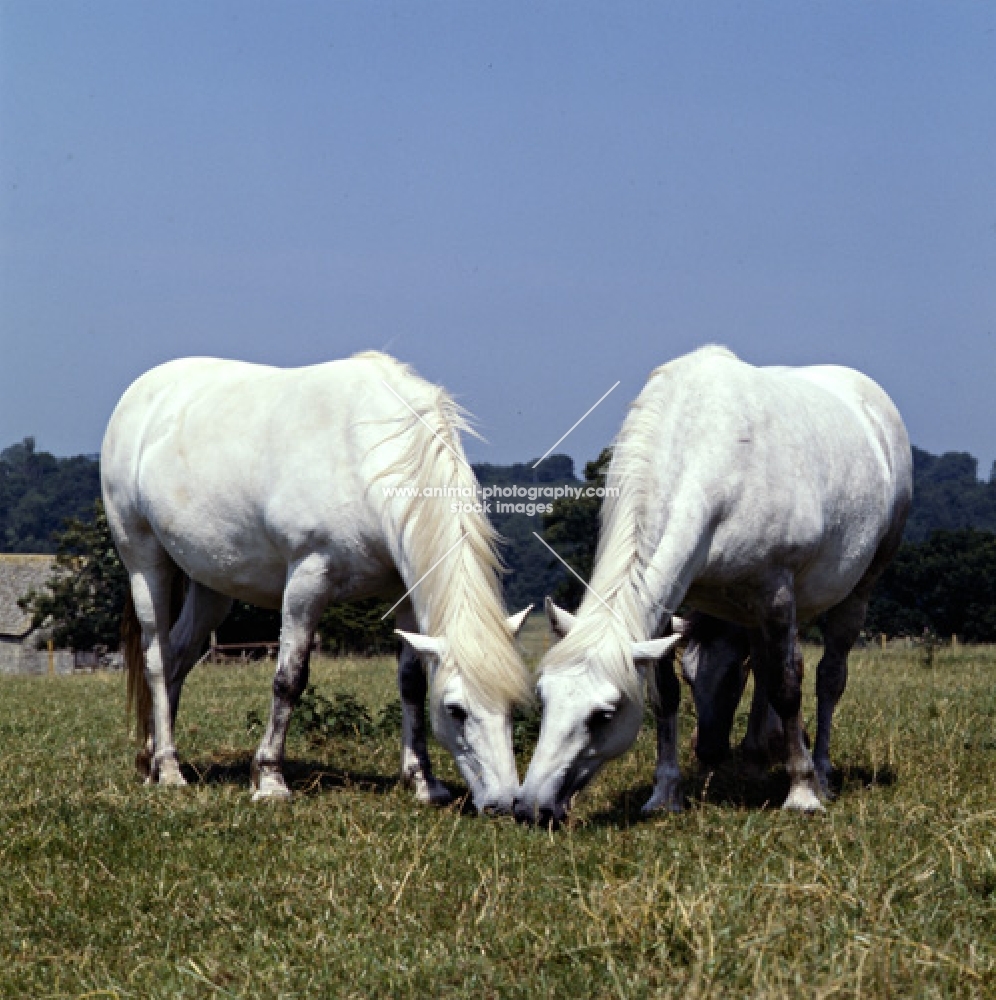 two Highland Pony mares grazing at nashend stud