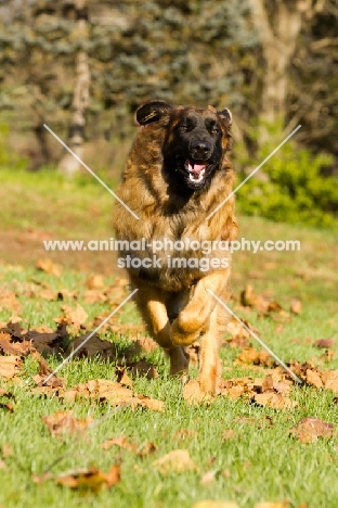 Leonberger running on grass