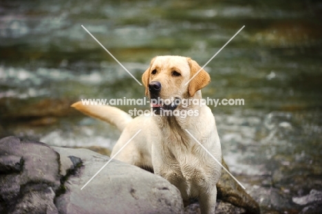 cream Labrador Retriever near river