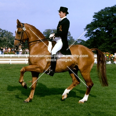 uwe schulten-baumer riding slibovitz, piaffe during their parade, dressage at goodwood 1980