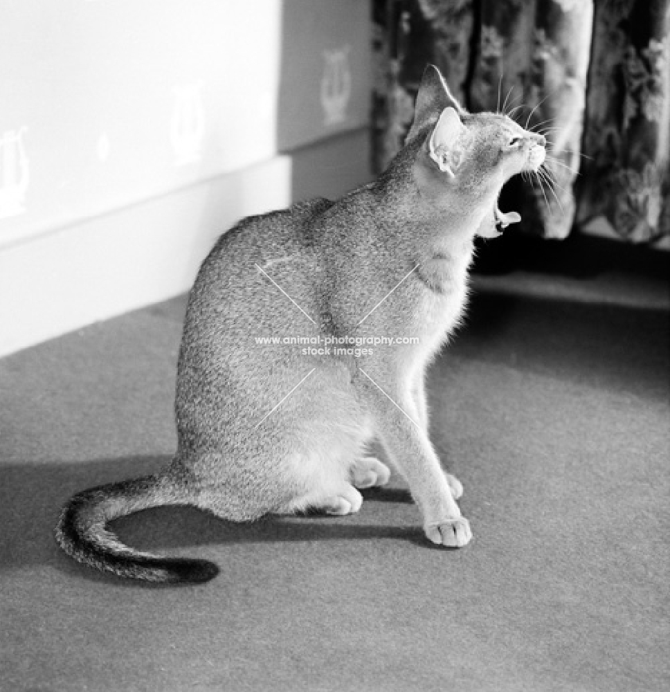 abyssinian cat yawning