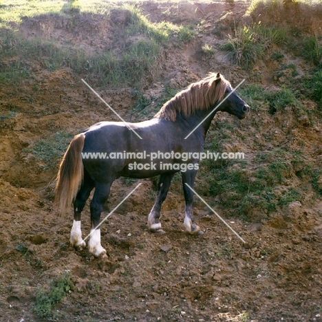 welsh cob (section d) stallion, 