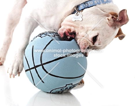 English Bulldog chewing ball