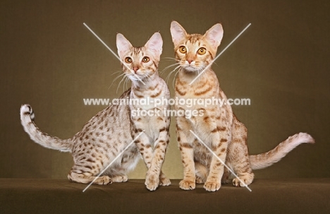 two Ocicats